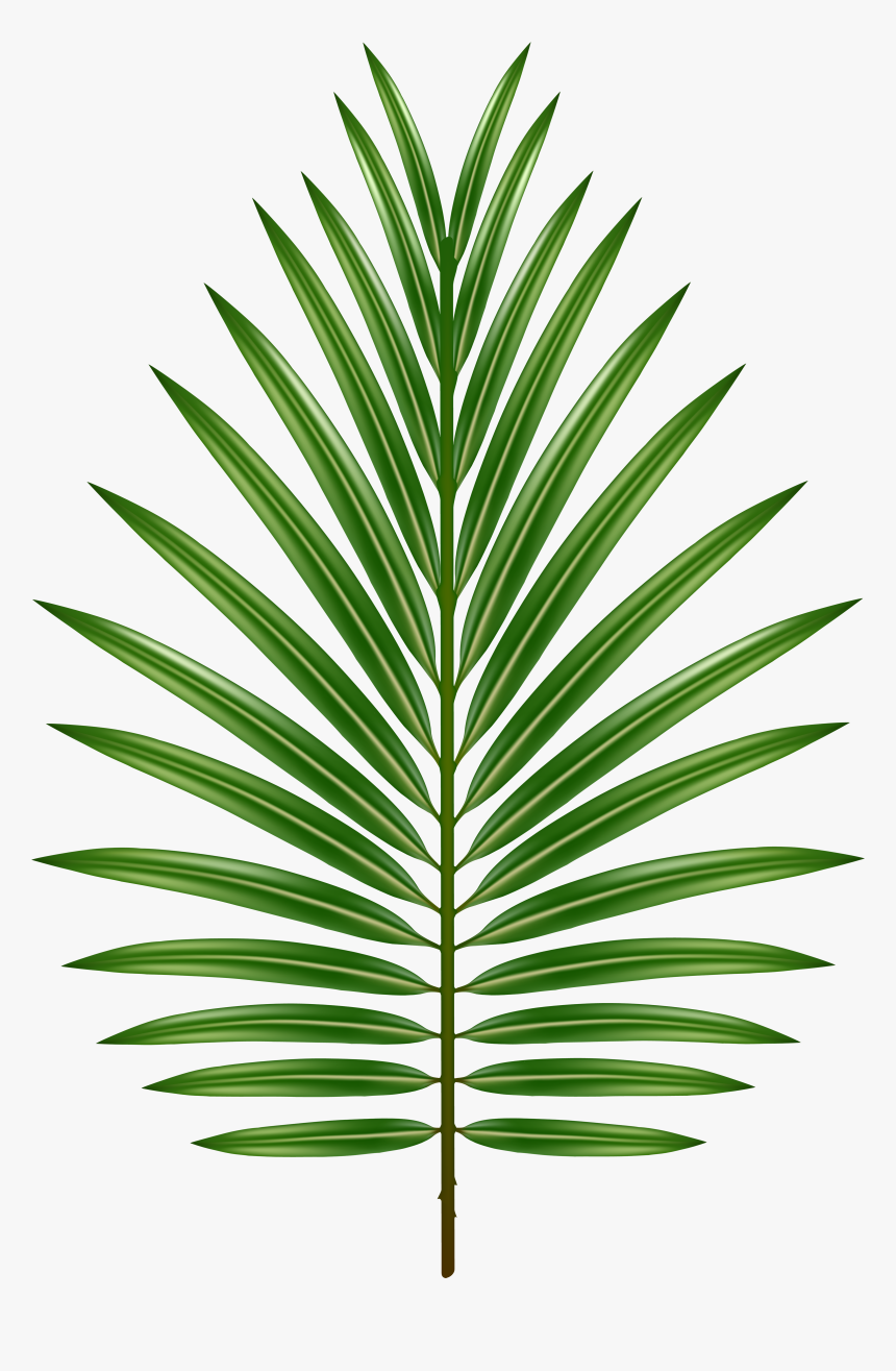 Leaf Image Gallery Yopriceville - Palm Tree, HD Png Download, Free Download