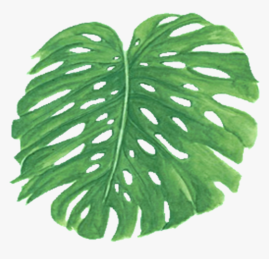 Palm Png Free Download - Fern, Transparent Png, Free Download