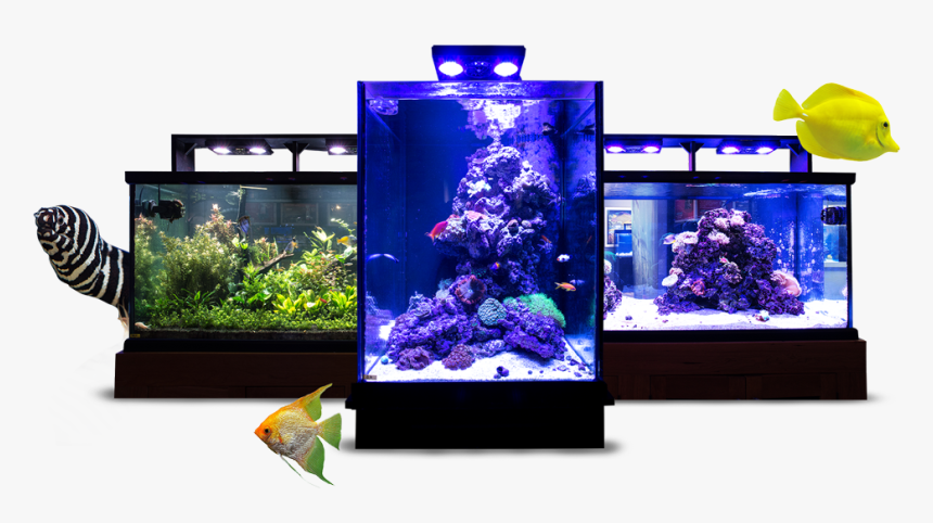 Image Module - Aquarium Lighting, HD Png Download, Free Download