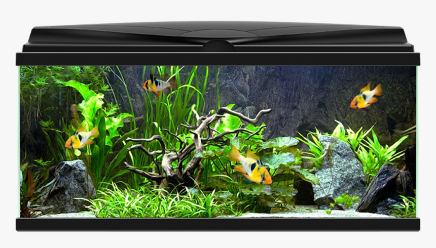 Aquarium Png - Ciano Aqua 80 Led, Transparent Png, Free Download