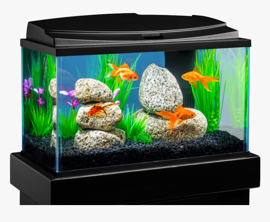 Transparent Fish Tank Clipart - Fish In Tank Png, Png Download, Free Download