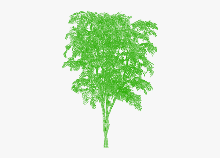 Plan Tree Png - Japanese Oak Tree, Transparent Png, Free Download