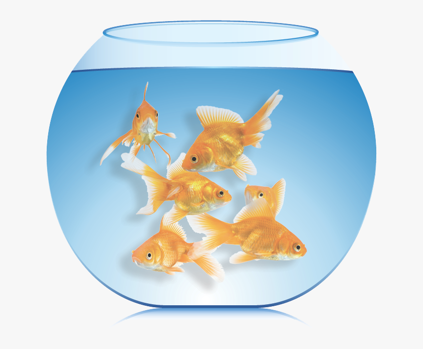 Goldfish, HD Png Download, Free Download