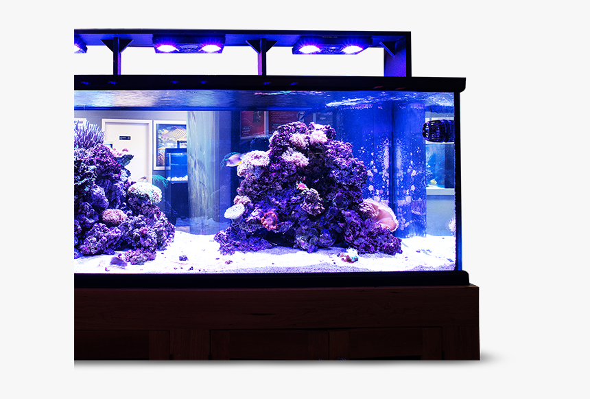 Transparent Fish Tank Png - Aquarium Lighting, Png Download, Free Download