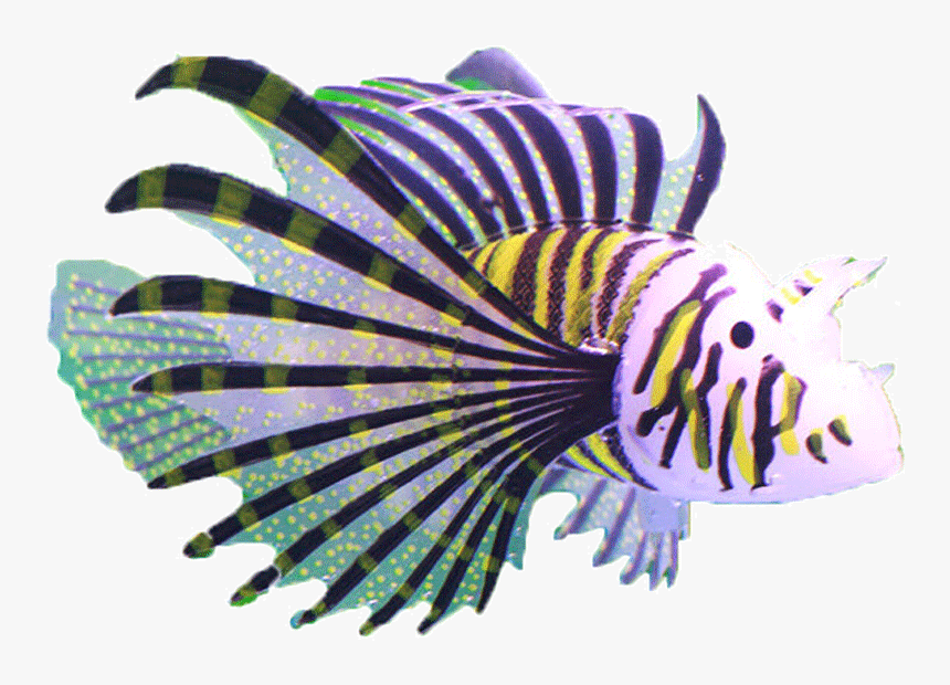 然锋 Fish Tank Decoration Simulation Small Fake Fish - Coral Reef Fish, HD Png Download, Free Download