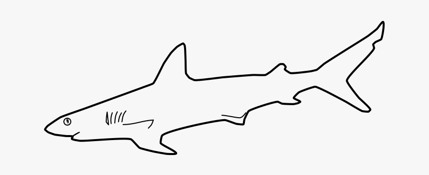 Shark Outline Png - Tiger Shark, Transparent Png, Free Download