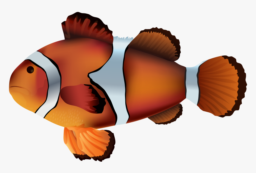Clownfish Transparent Clip Art Image Gallery Yopriceville - Transparent Clown Fish Png, Png Download, Free Download