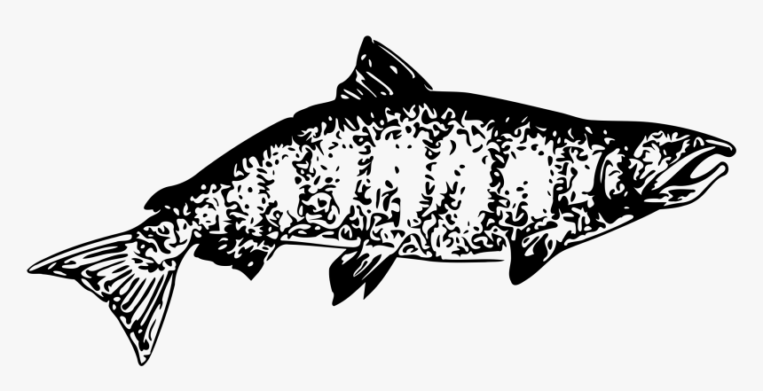 Chinook Big Image Png - Chinook Salmon Clipart Black And White, Transparent Png, Free Download