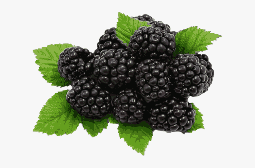 Information And Clip Art About Blackberry Winter - Blackberries Clipart, HD Png Download, Free Download