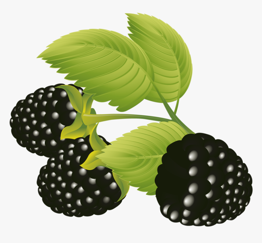 Blackberries Vector Free, Eps Vector, Graphic Design - Moras Vector Png, Transparent Png, Free Download