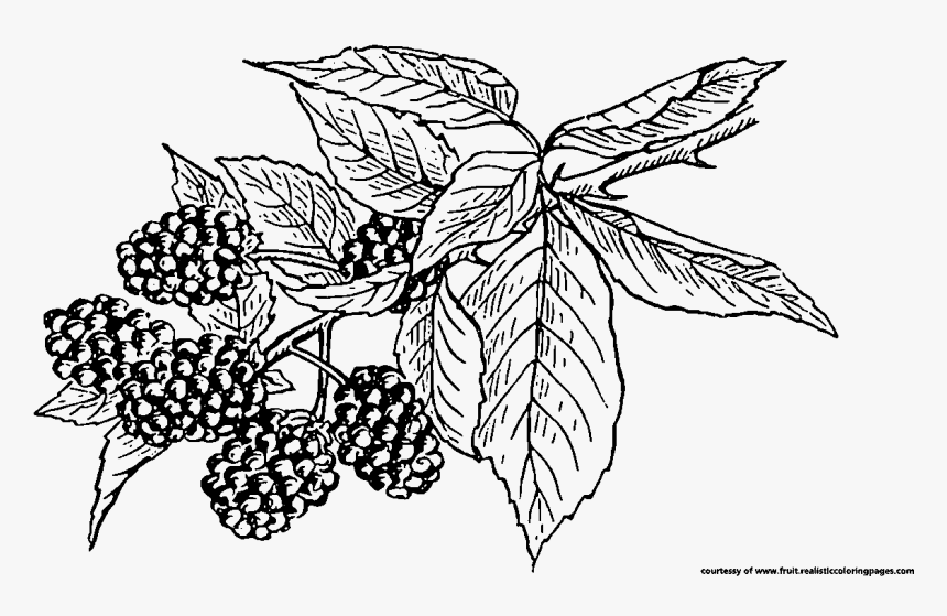 Transparent Fruits Clipart Black And White - Black Berries Clipart Black And White, HD Png Download, Free Download