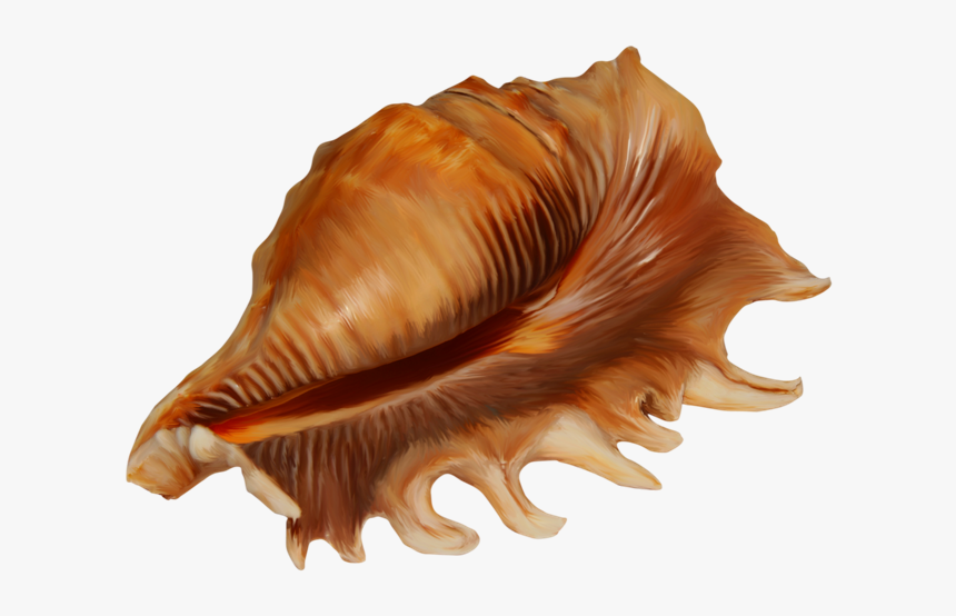 Conch Png - Ракушка На Прозрачном Фоне, Transparent Png, Free Download