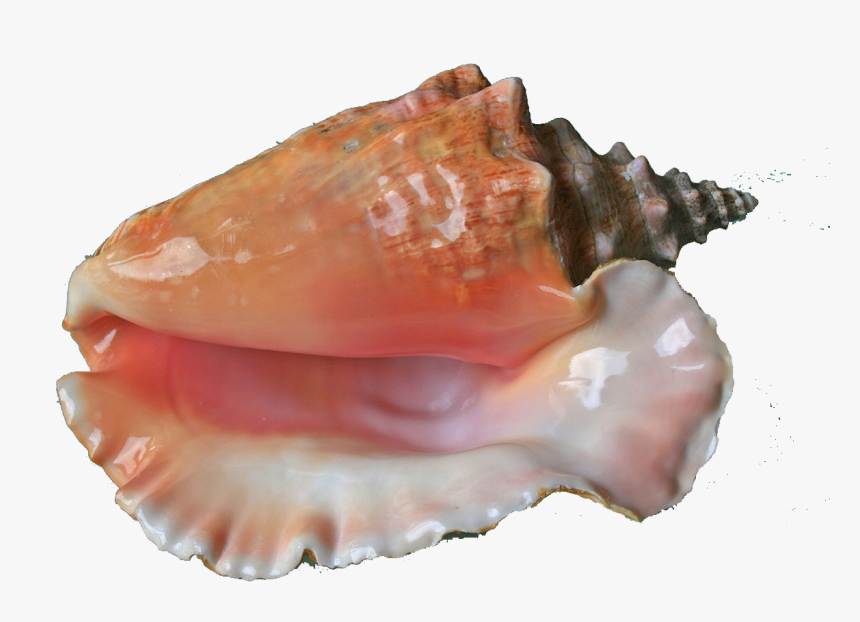 Conch Png Free Download - Sea Shell, Transparent Png, Free Download