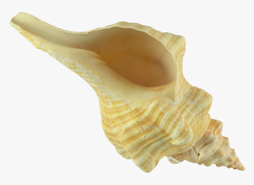 Conch Transparent Image - Shell, HD Png Download, Free Download