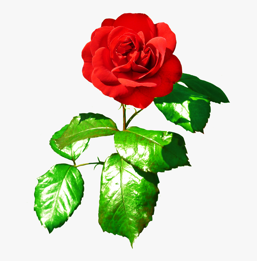 Red Rose Clipart Rose Leaf - Red Rose With Green Leaves, HD Png Download, Free Download