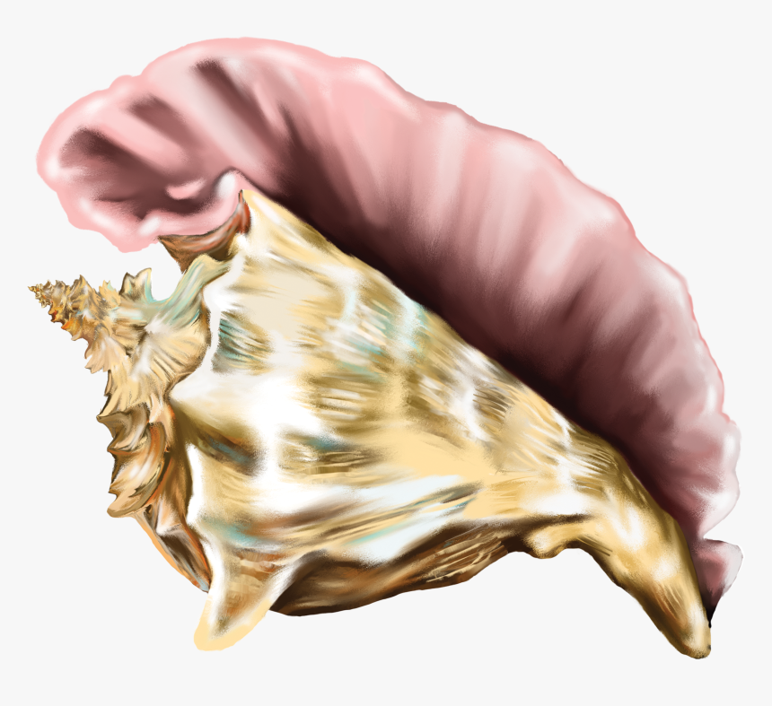 Free Cliparts Co Clip - Conch From Lord Of The Flies, HD Png Download, Free Download