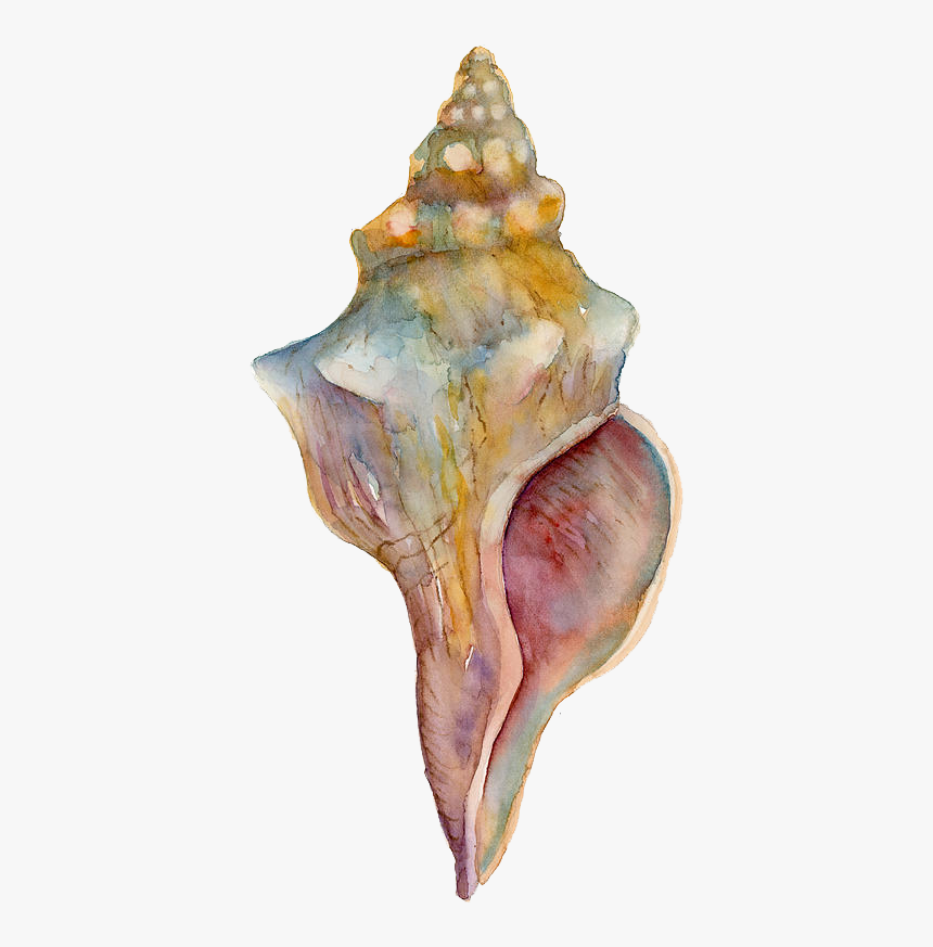 Conch Png Free Background - Watercolor Seashell Paintings Easy, Transparent Png, Free Download