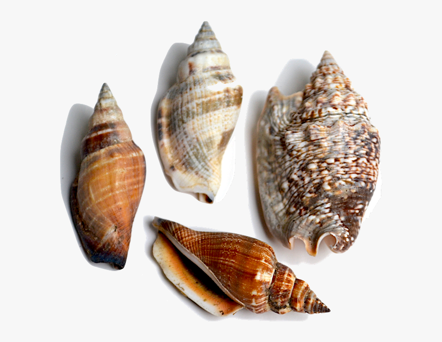 Shell, HD Png Download, Free Download