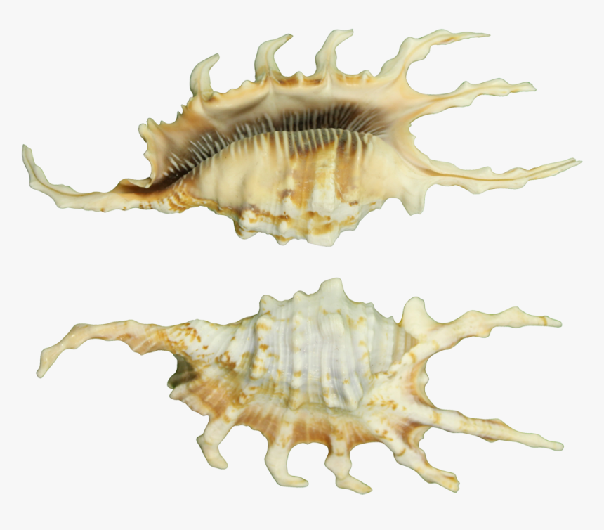 Scorpion Spider Conch Decorative Shell 3-4" - Conch, HD Png Download, Free Download