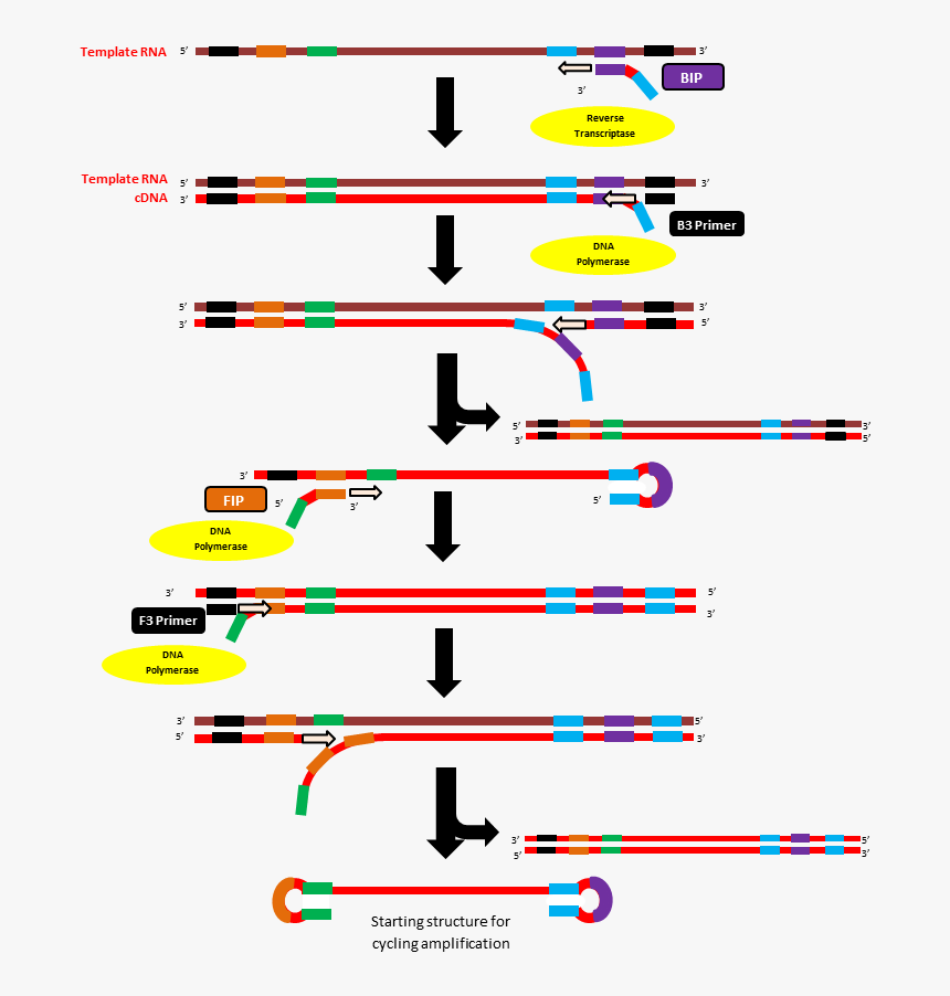 Initiation Step Of Rt-lamp Method - Transcription Based Amplification Methods, HD Png Download, Free Download