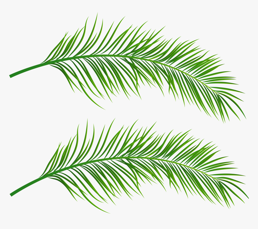Clip Art Image Gallery - Palm Leaves Clipart Transparent, HD Png Download, Free Download