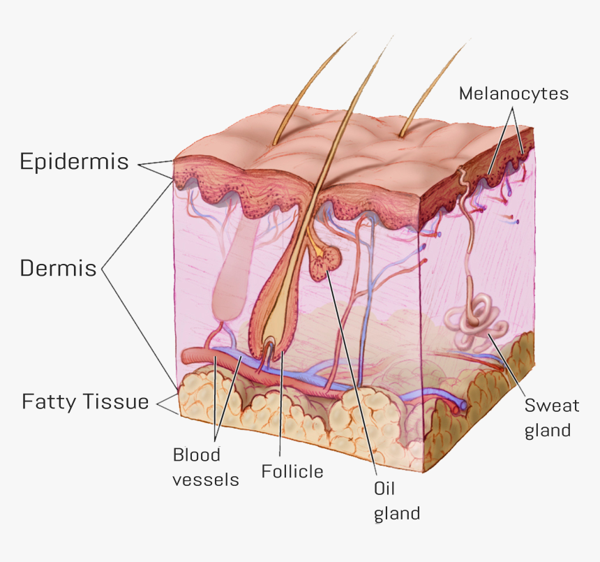 General Anatomy Of Skin, HD Png Download, Free Download