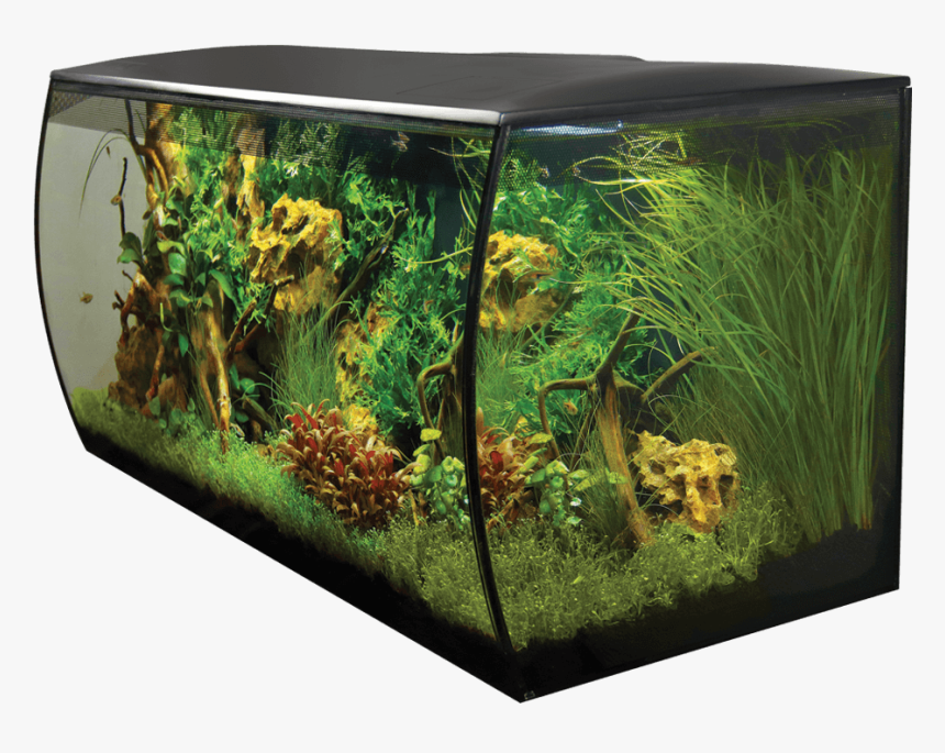 Aquarium Aquarium,plant,aquarium Lighting,aquatic Plant - Fluval Flex 32.5 Gallon, HD Png Download, Free Download