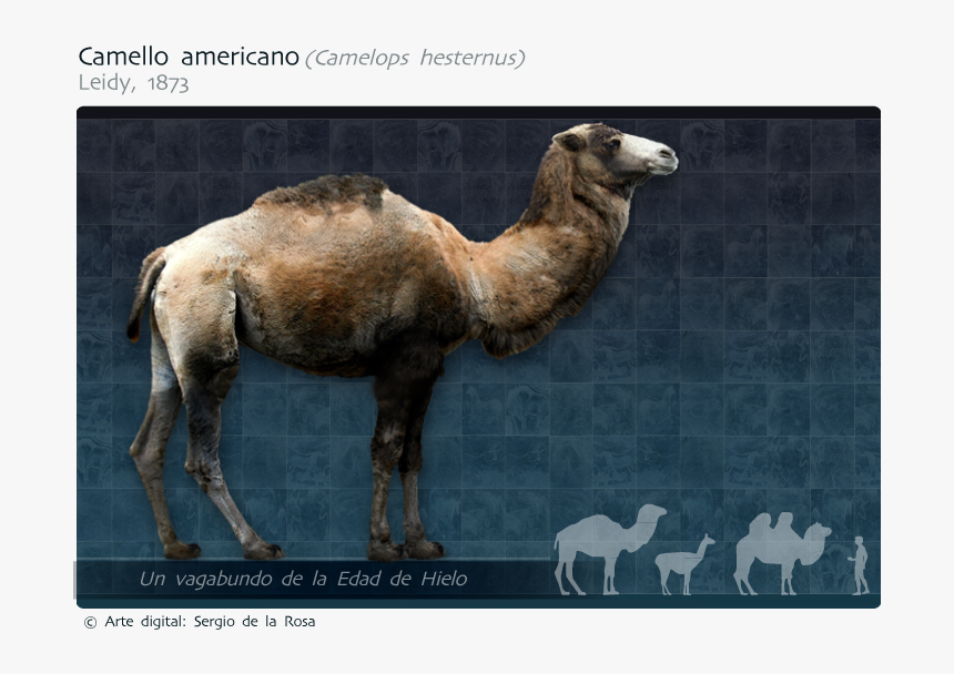 Arabian Camel, HD Png Download, Free Download