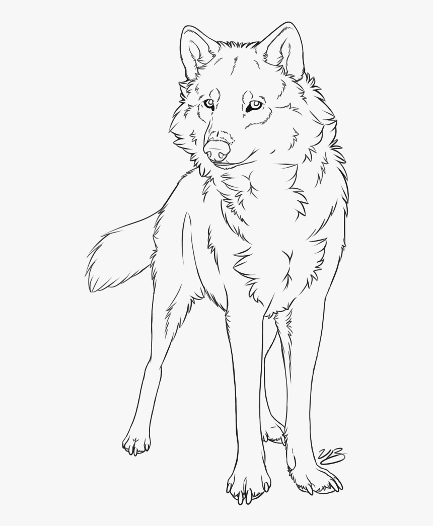 Gray Wolf Line Art Drawing Painting Sketch - Wolf Drawing Line Art, HD Png Download, Free Download