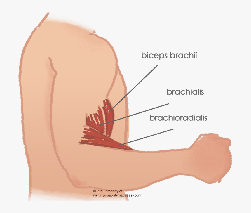 Shoulder Muscle - Sore Arm Muscles, HD Png Download, Free Download