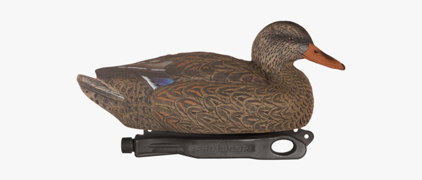 Mallard, HD Png Download, Free Download