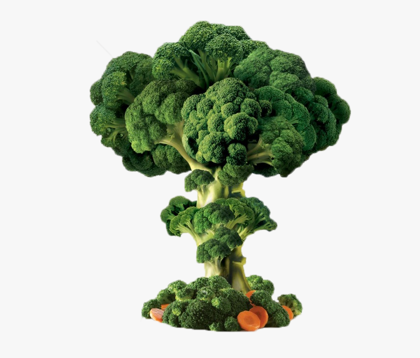 Broccoli Plant Png - Broccoli Tree Png, Transparent Png, Free Download