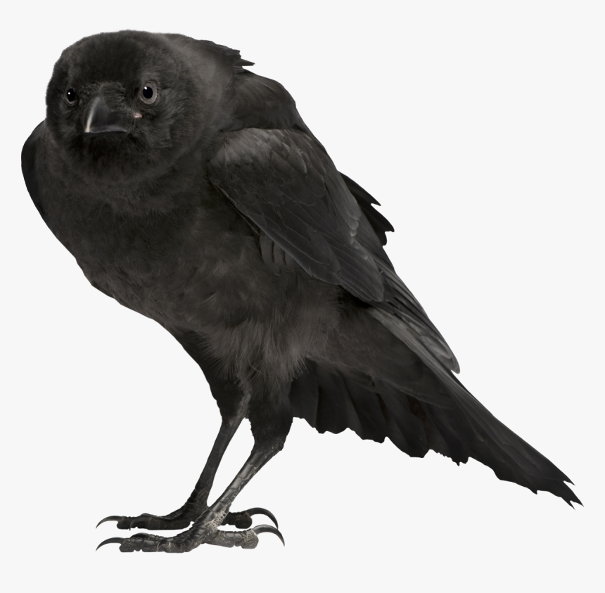 Crow Reference, HD Png Download, Free Download