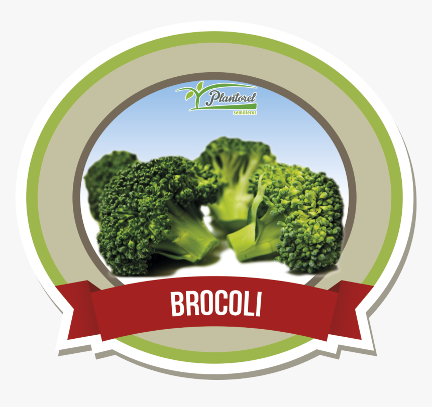 Brócoli Brócoli, HD Png Download, Free Download