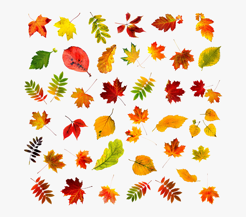 Autumn Leaves, HD Png Download, Free Download