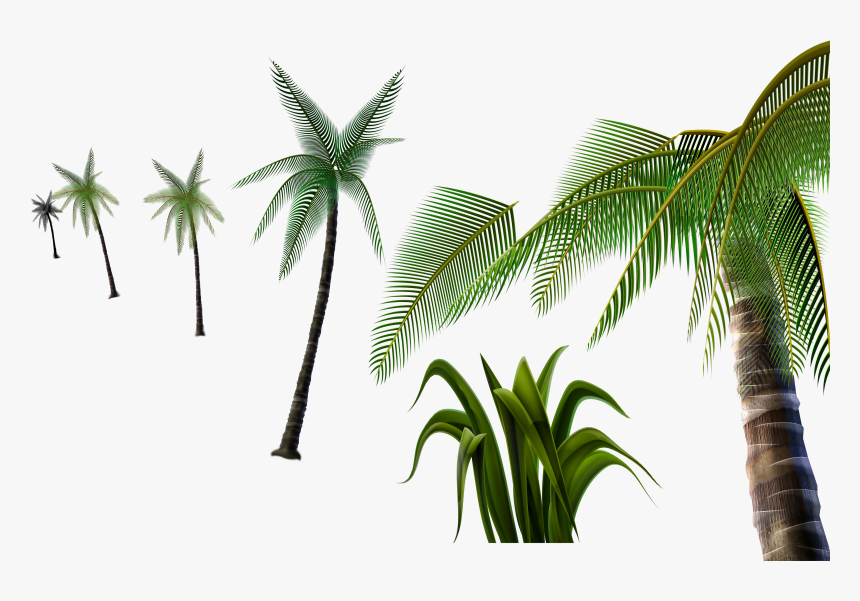 Palm Tree Png -3d Palm Tree Png - Attalea Speciosa, Transparent Png, Free Download