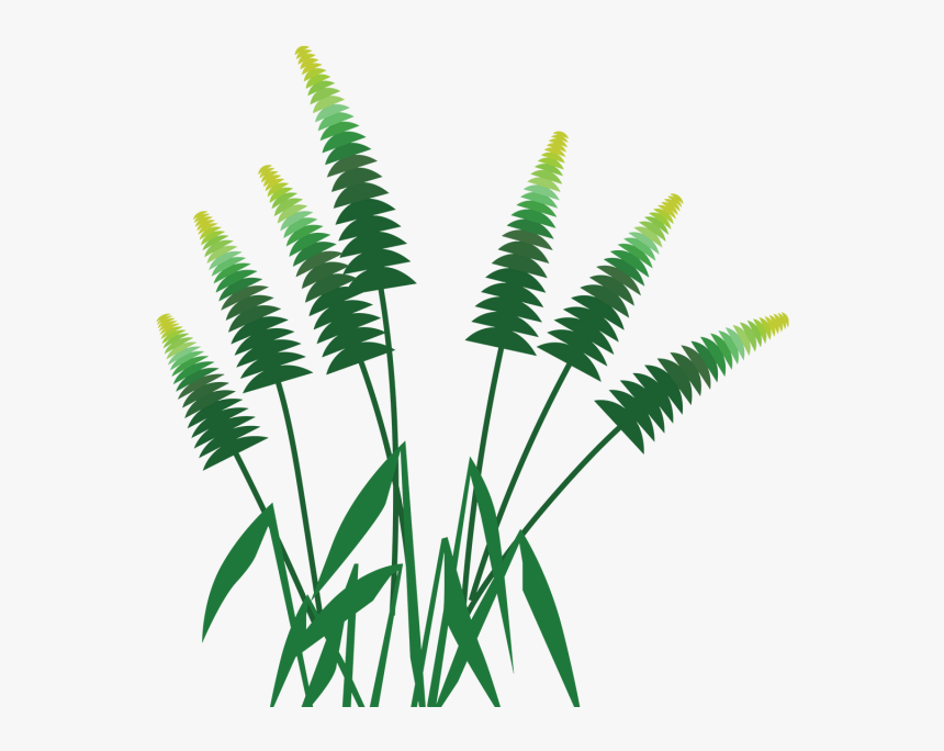 Forest Palm Tree Grass, Forest, Palm, Tree Png And - กรอบ รูป ป่า ไม้ .png, Transparent Png, Free Download