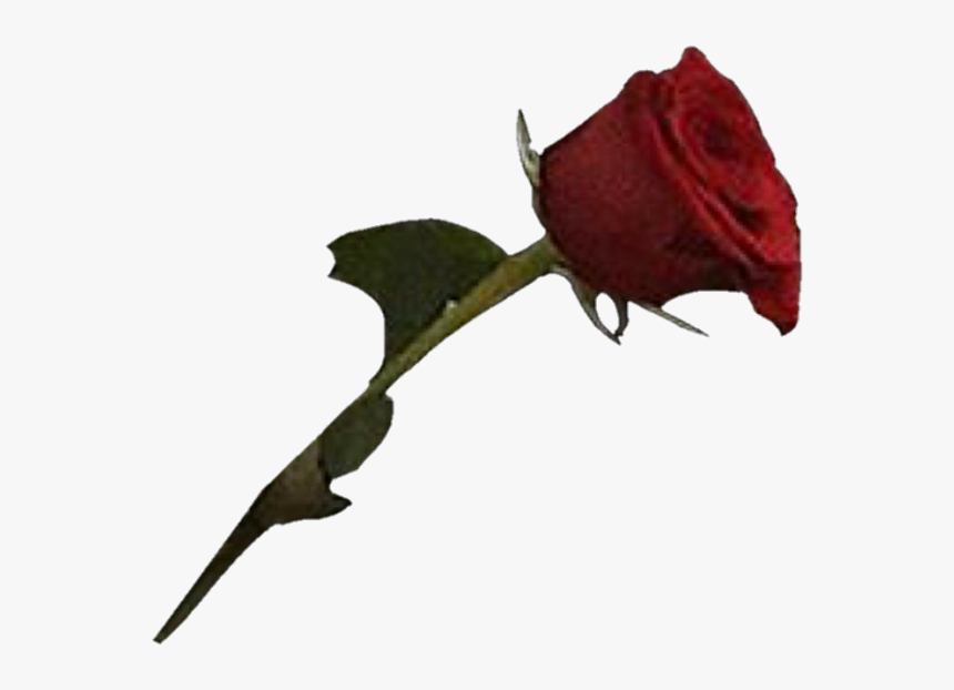 Image - Rose With Blood Png, Transparent Png, Free Download