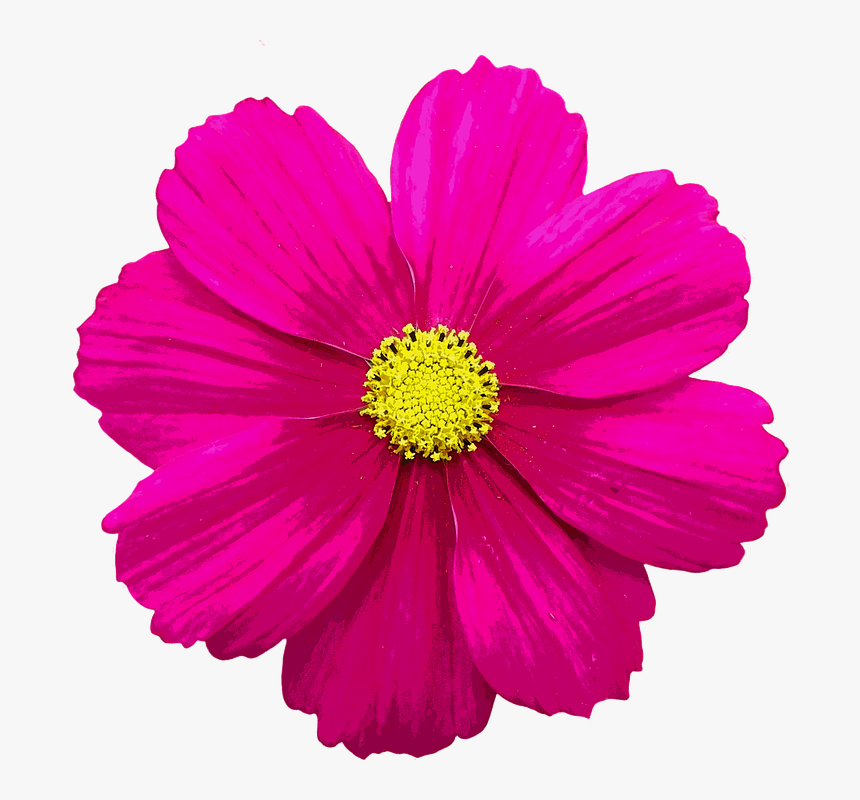 Blossom, Bloom, Flower, Color, Summer Flowers, Summer - Flower For Edits Png, Transparent Png, Free Download