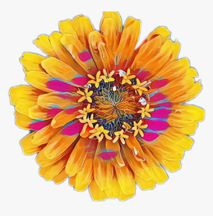 #colorful #flower #flowers #yellow - Common Zinnia, HD Png Download, Free Download
