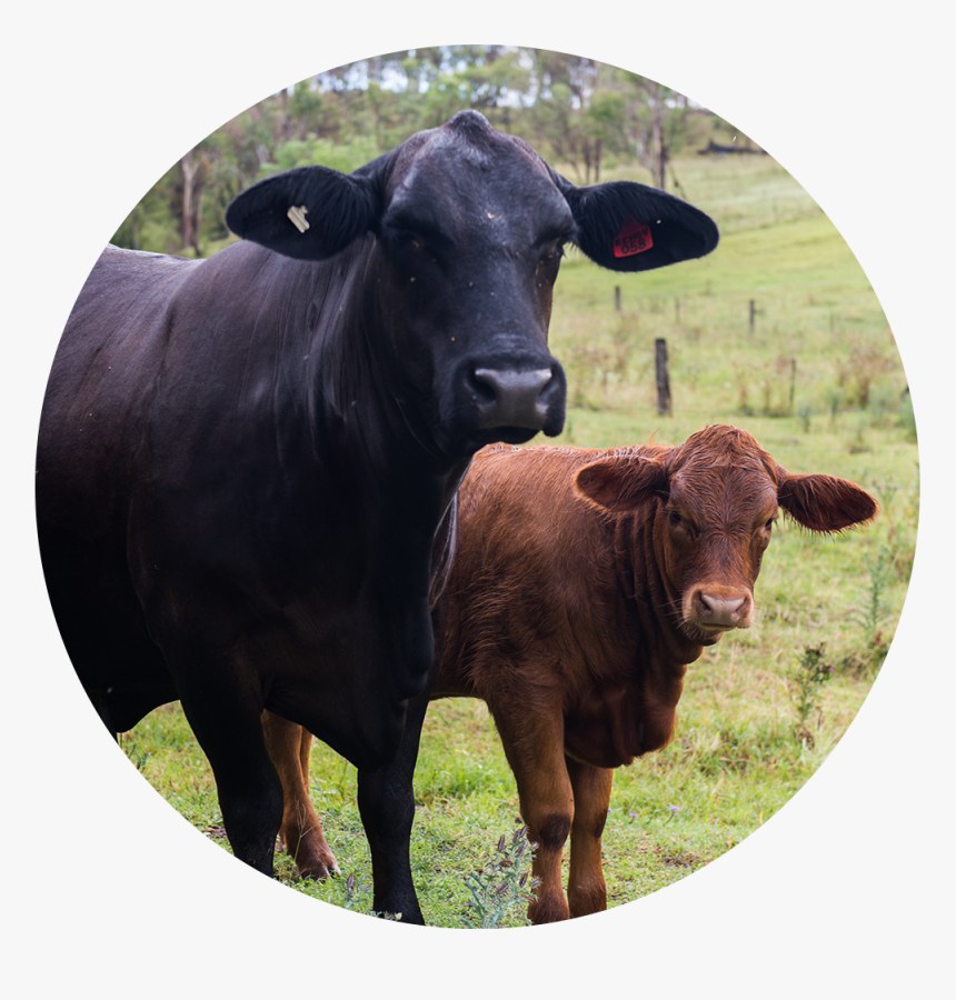 Good For Animal - Cattle, HD Png Download, Free Download