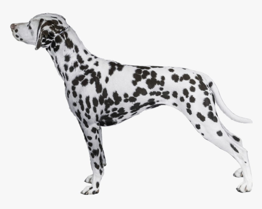 Transparent Dalmatian Png - Akc Dalmatian, Png Download, Free Download