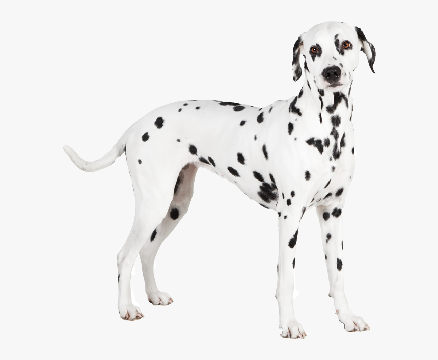 Dalmatian, HD Png Download, Free Download