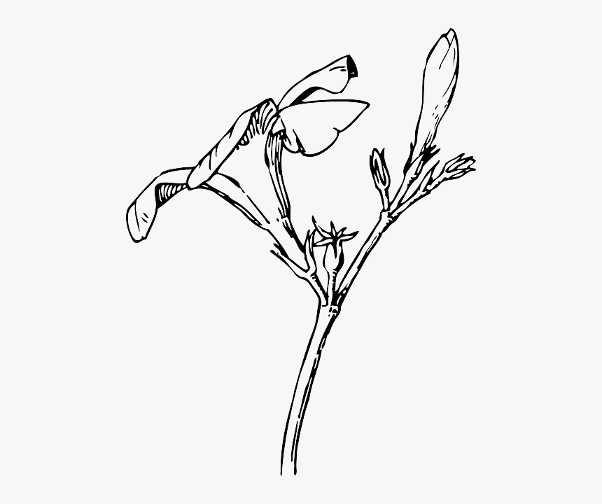 Transparent Black And White Flowers Png, Png Download, Free Download