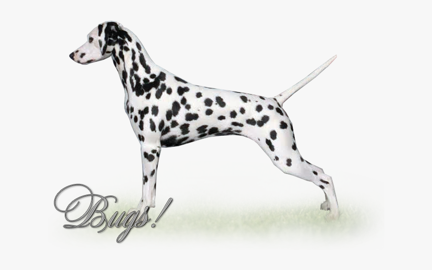 Dalmatian, HD Png Download, Free Download