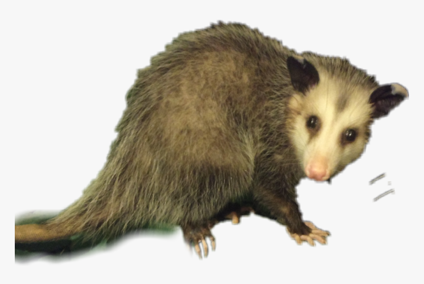 Transparent Opossum Png - Common Opossum, Png Download, Free Download