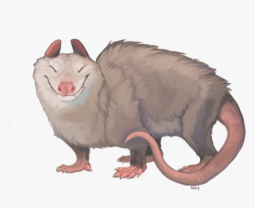 Opossum - Opossum Transparent, HD Png Download, Free Download