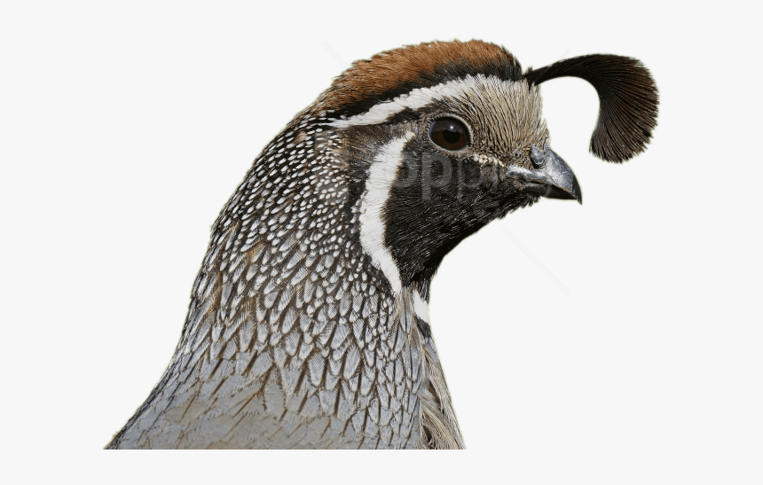 Quail Head, HD Png Download, Free Download