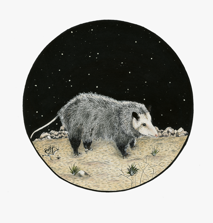 Badger, HD Png Download, Free Download