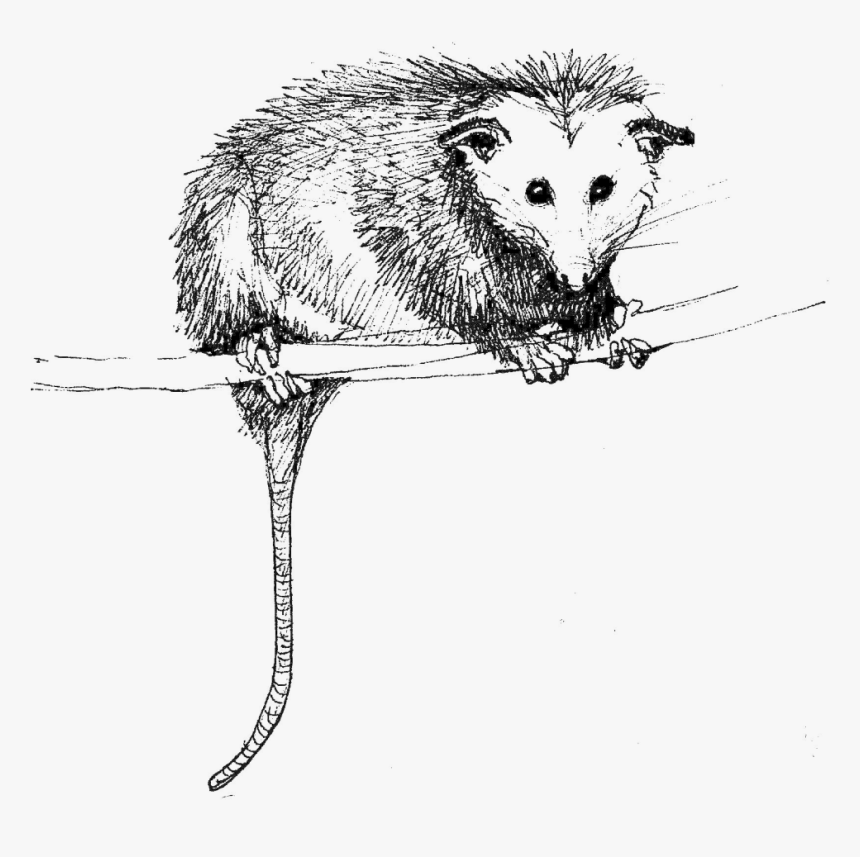 Rat, HD Png Download, Free Download